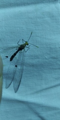 Megistopus flavicornis