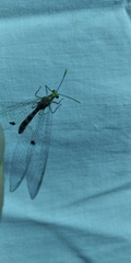 Megistopus flavicornis