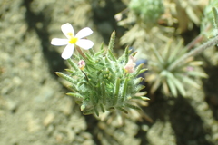 Leptosiphon ciliatus