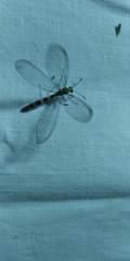 Megistopus flavicornis