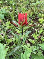 Castilleja chrymactis