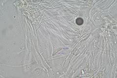 Propolis farinosa