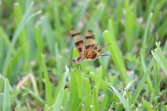 Celithemis eponina