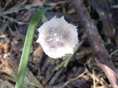 Calochortus coeruleus