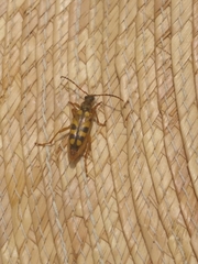 Xestoleptura