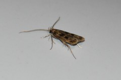 Martyringa latipennis