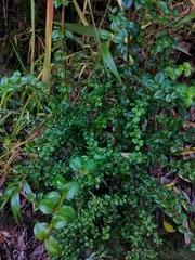 Rhaphithamnus spinosus