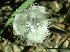 Calochortus coeruleus
