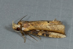 Cephena costata