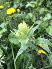 Castilleja unalaschcensis