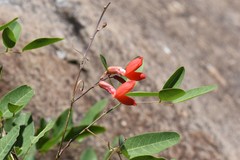 Camptosema rubicundum