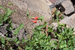 Camptosema rubicundum