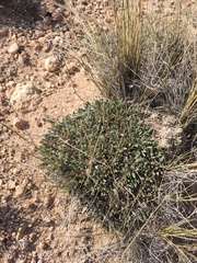 Eriogonum lachnogynum