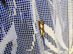 Catoptria permutatellus