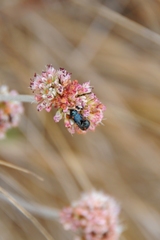 Saxinis saucia