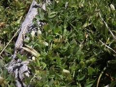 Trifolium monanthum monanthum