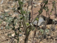 Lappula redowskii redowskii