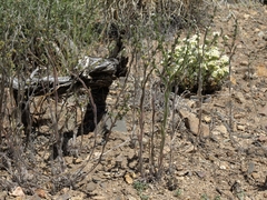 Lappula redowskii redowskii