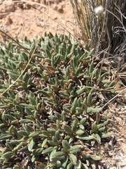 Eriogonum lachnogynum