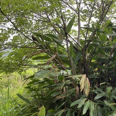 Dendrocopos noguchii