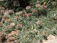 Trifolium andersonii monoense
