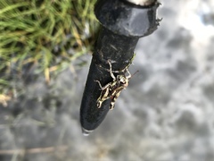 Sigaus australis