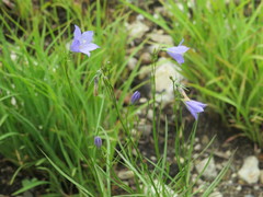 Campanula intercedens