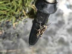 Sigaus australis