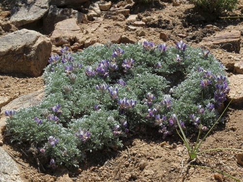 Lupinus tegeticulatus