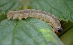 Tenthredo ferruginea