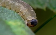 Tenthredo ferruginea