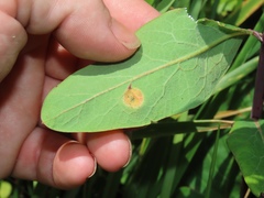 Stagonospora apocyni