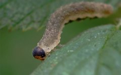 Tenthredo ferruginea