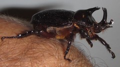 Cyphonistes vallatus