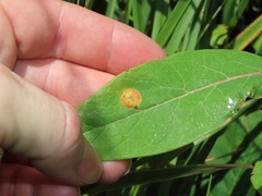 Stagonospora apocyni