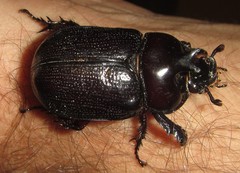 Cyphonistes vallatus