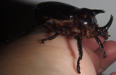 Cyphonistes vallatus