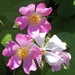 Climbing Prairie Rose - Photo (c) Dan Mullen, some rights reserved (CC BY-NC-ND)