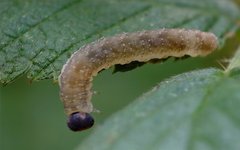 Tenthredo ferruginea