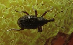 Cyrtobagous salviniae