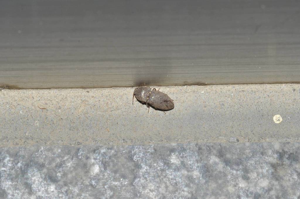 Agrypnus hypnicola