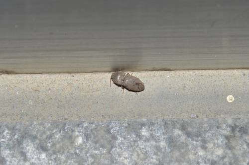 Agrypnus hypnicola · iNaturalist