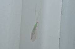 Pseudomallada cognatellus