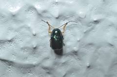 Cryptocephalus hyacinthinus