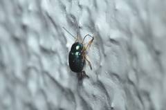 Cryptocephalus hyacinthinus