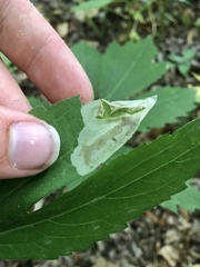 Calycomyza frickiana