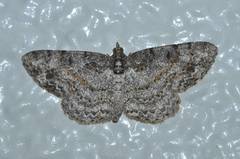 Protoboarmia faustinata