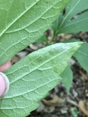 Calycomyza frickiana