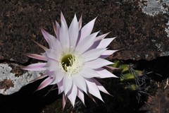 Echinopsis oxygona