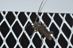 Acalolepta fraudatrix